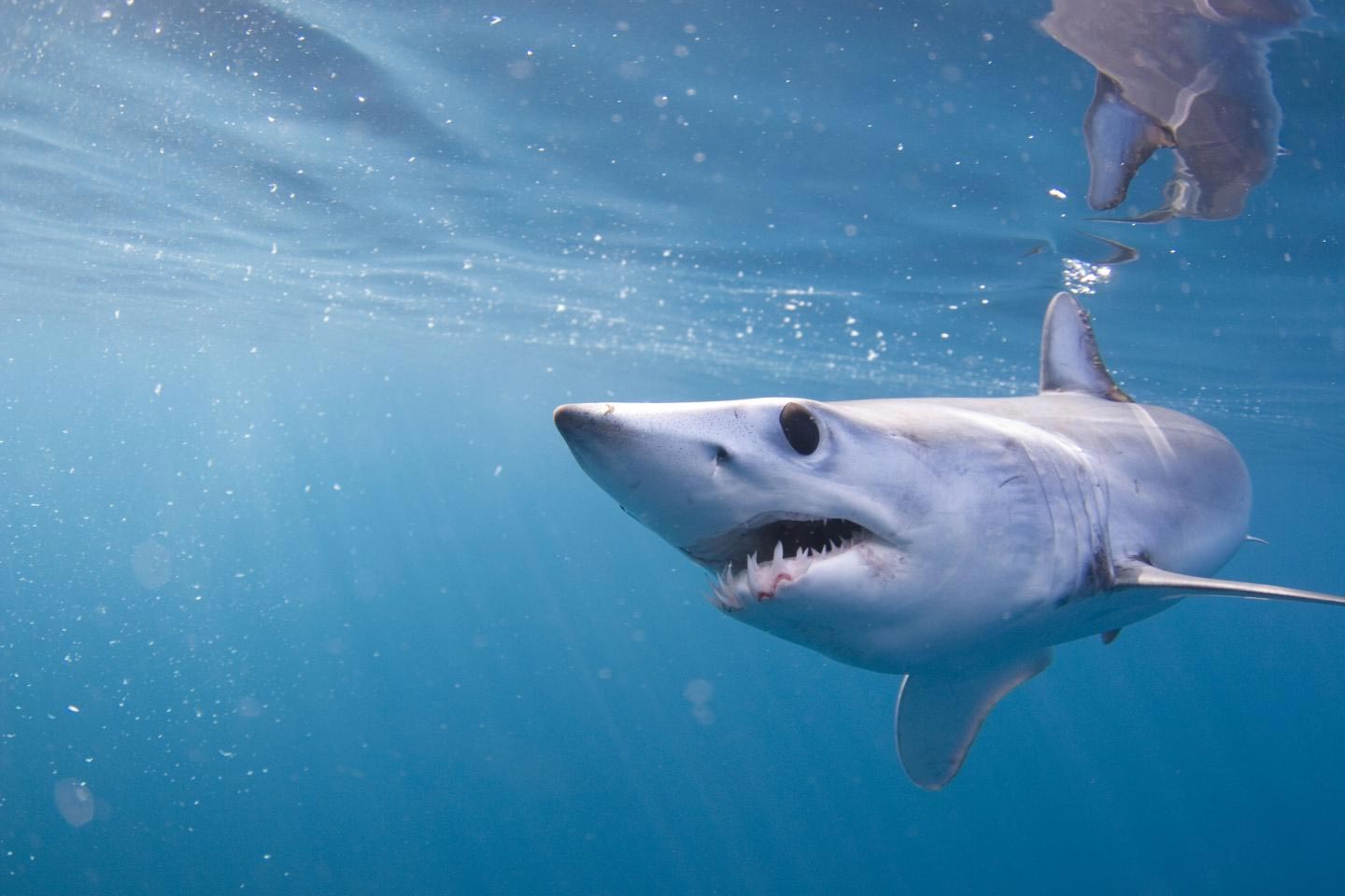 Impressive Memory And Navigation Revealed By Mako Shark Tracking Off West Coast