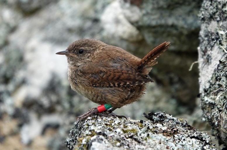 Juvenile St Kilda Wren
