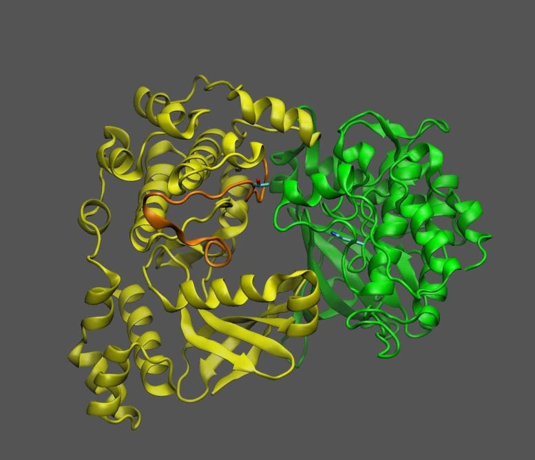 KIN10 Protein Interaction