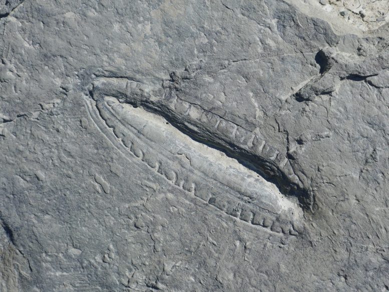 KImberella Fossil