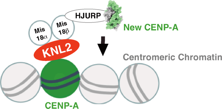 CENP-C Excludes KNL2 From CENP-a-KNL2 Complex