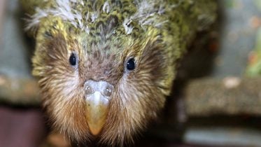 Crucial New Insights Into Survival of the Critically Endangered Kākāpō Parrot