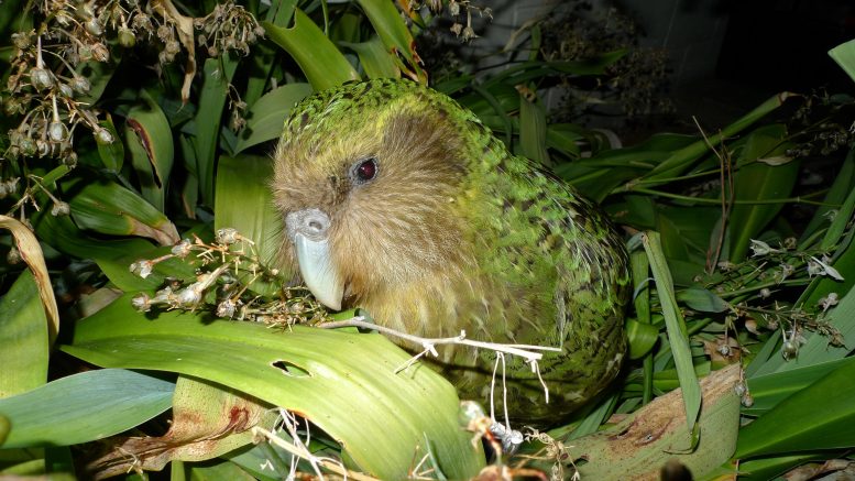 Kakapo Sirocco