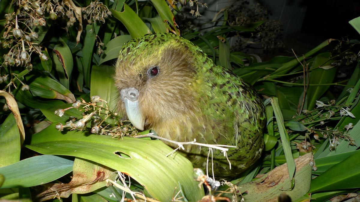 What 1,500-Year-Old Poo Reveals About Vanishing Species