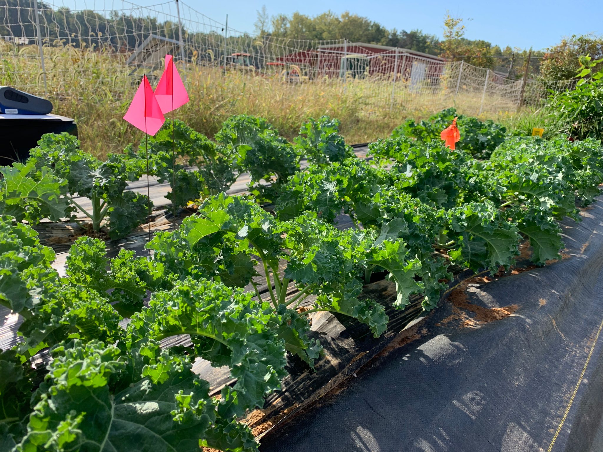 pesticides-have-been-found-in-kale-but-you-shouldn-t-worry