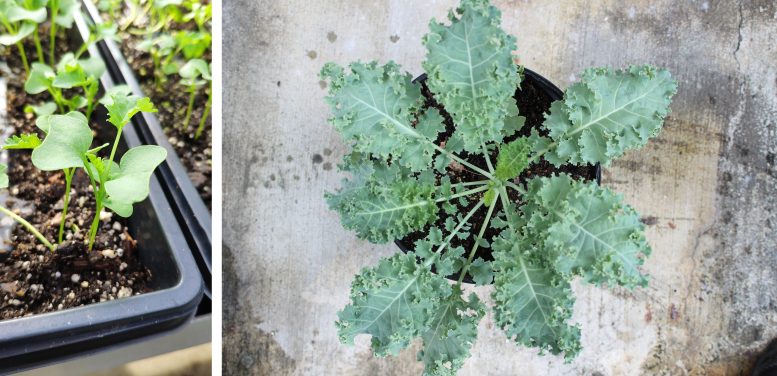 Kale Microgreens vs Mature Veggies