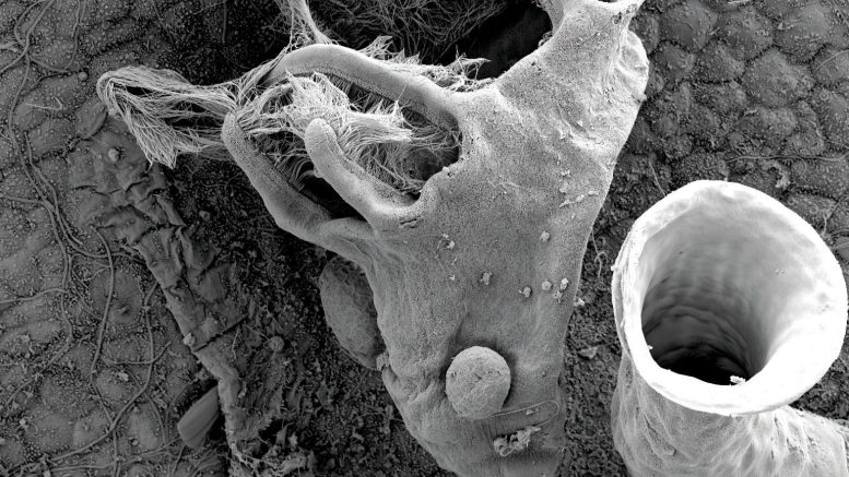 biology-news-scitechdaily