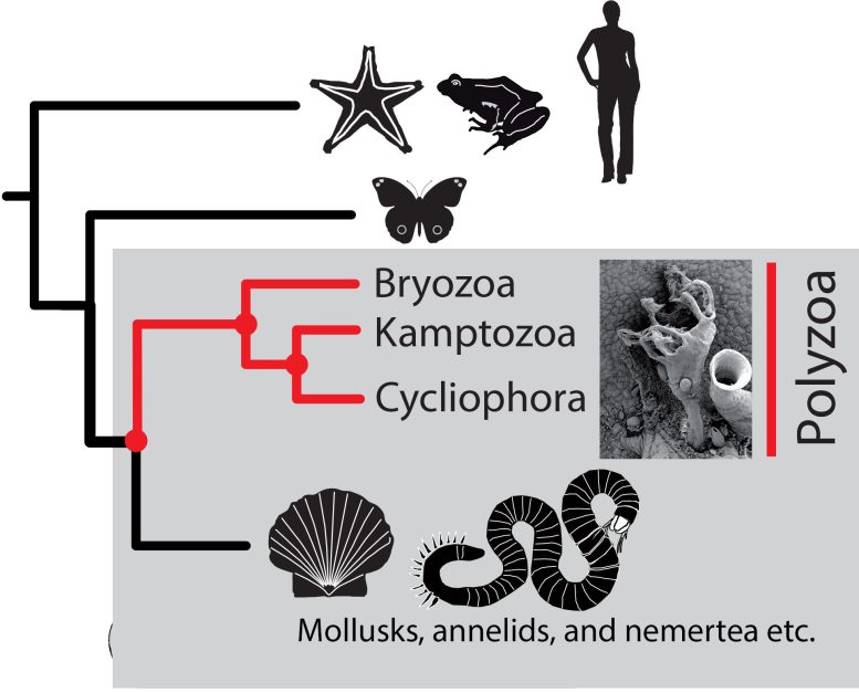 Kamptozoa and Bryozoa Evolutionary Tree