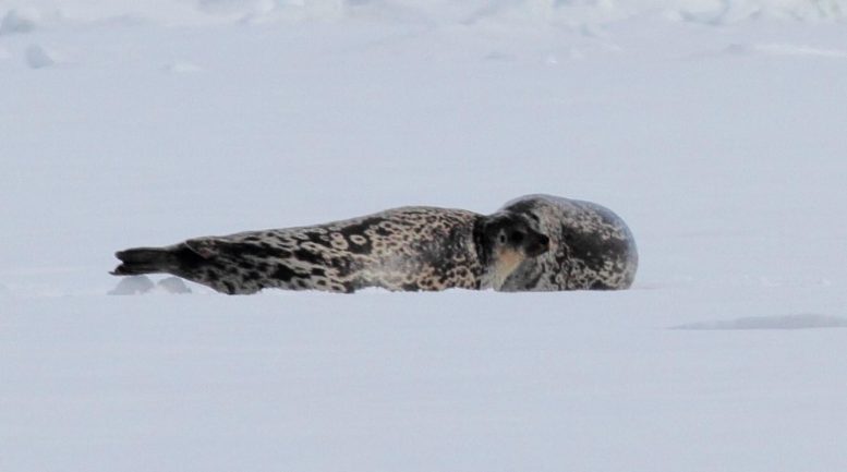 Kangia Ringed Seal