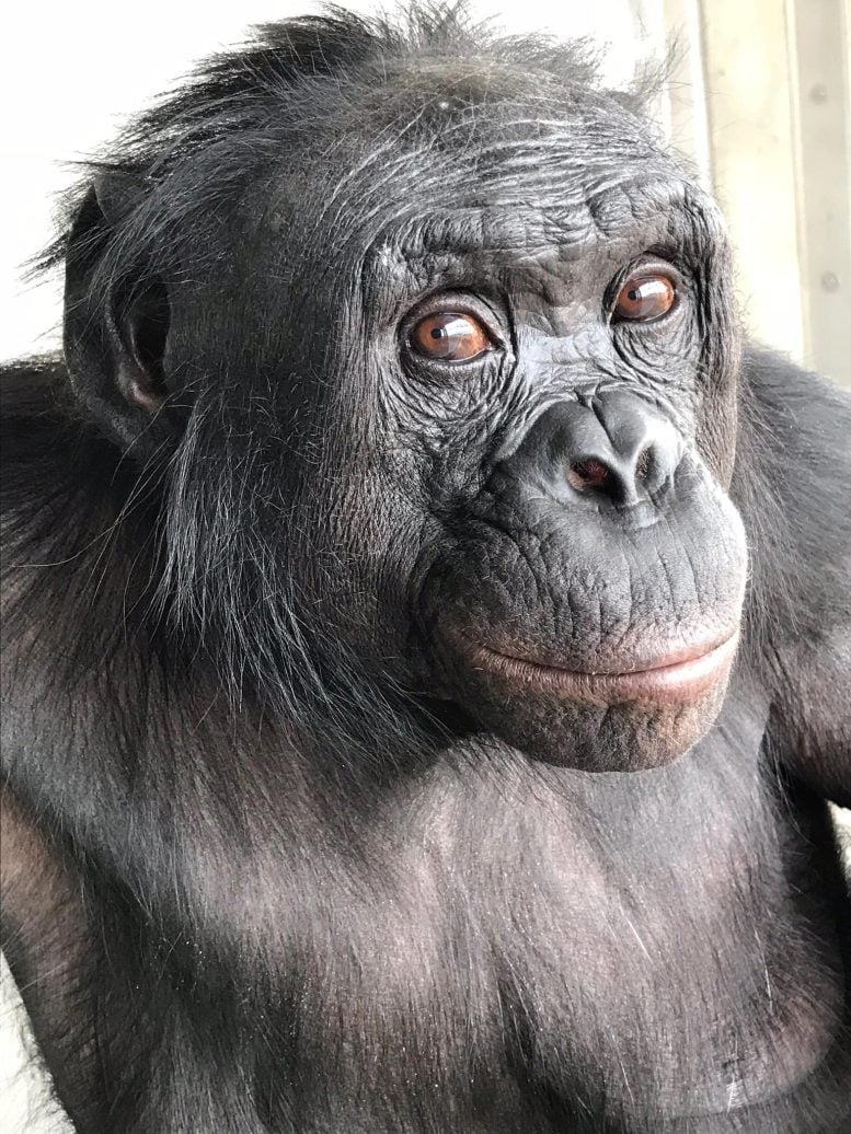 Kanzi Bonobo Ape Imagination