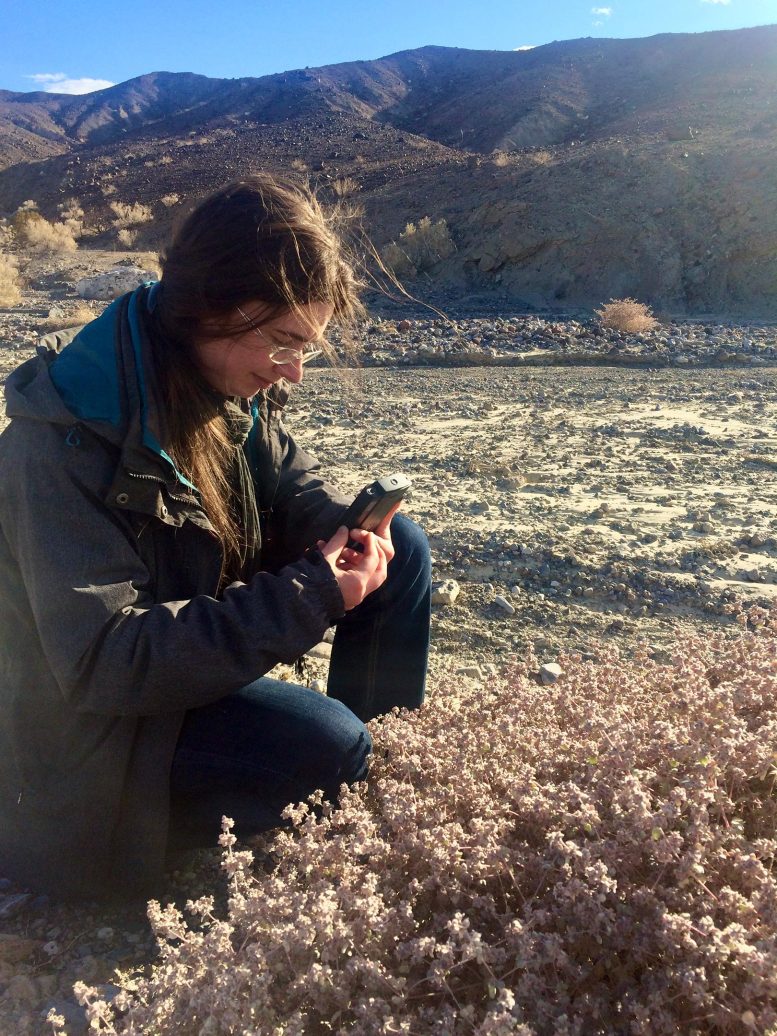 Karine Prado Collecting Seeds in Death Valley