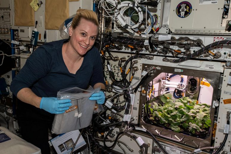 Kate Rubins Checks Out Radish Plants