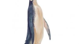 Kawhia Penguin