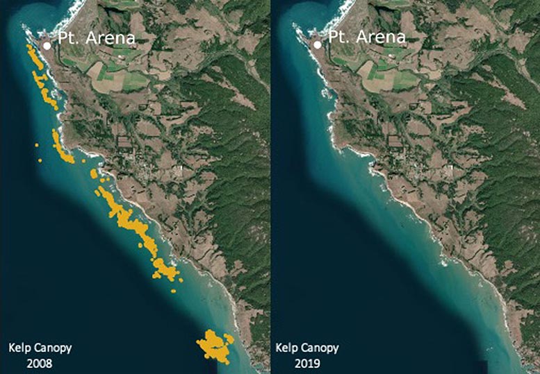 Kelp Canopy Satellite Images