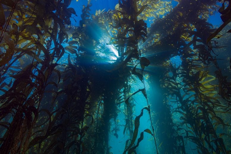 Kelp Forest Underwater Blocking Sun