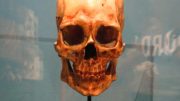 Kennewick Man Skull