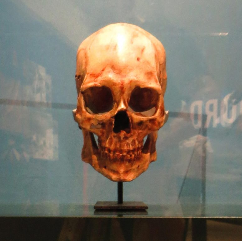 Kennewick Man Skull