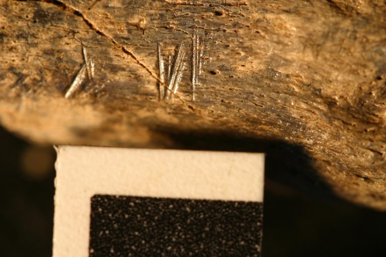 Kenya Fossil Bones With Cut Marks