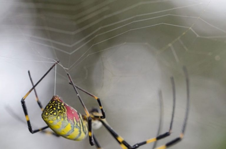 Biologists Reveal Key Mechanism Behind the Formation of Spider Silk