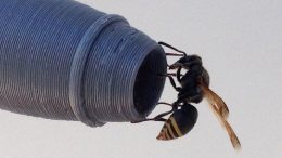 Keyhole Wasps Pitot Probe
