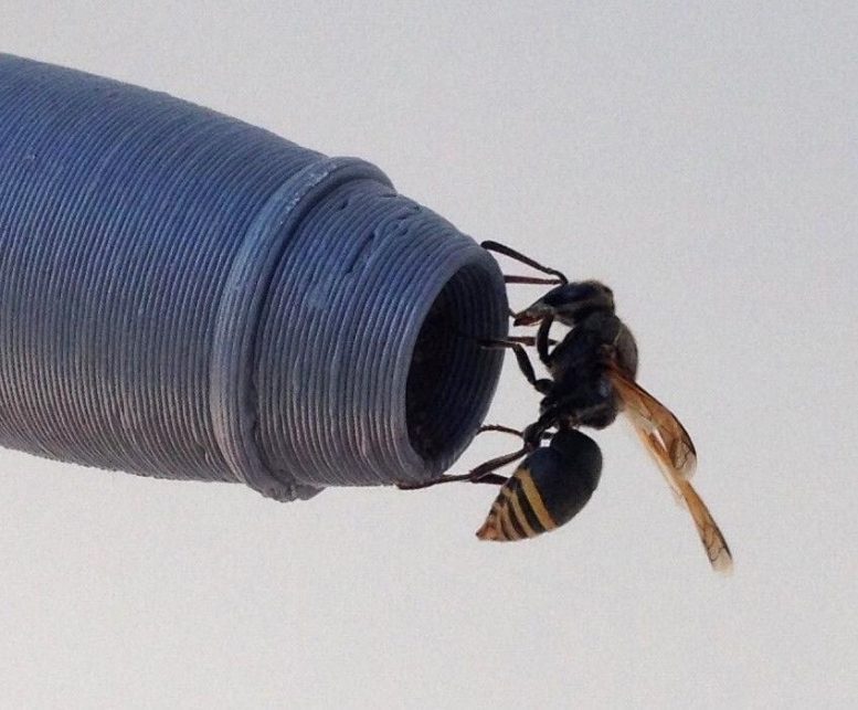 Keyhole Wasps Pitot Probe