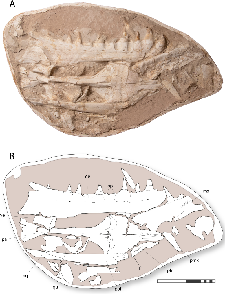 Khinjaria acuta Skull Fossil