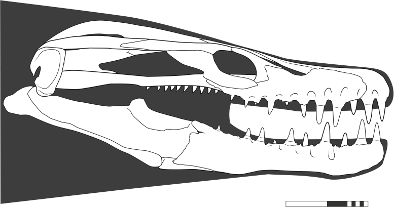 Khinjaria acuta Skull Reconstruction