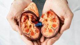 Kidney Disease Anatomy