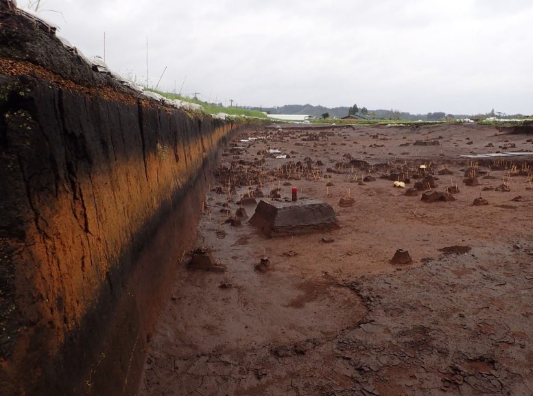 Kikai Akahoya Volcanic Deposit in Southern Kyushu