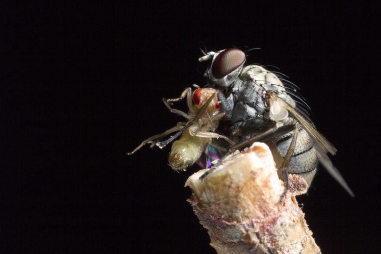 Killer Fly With Prey