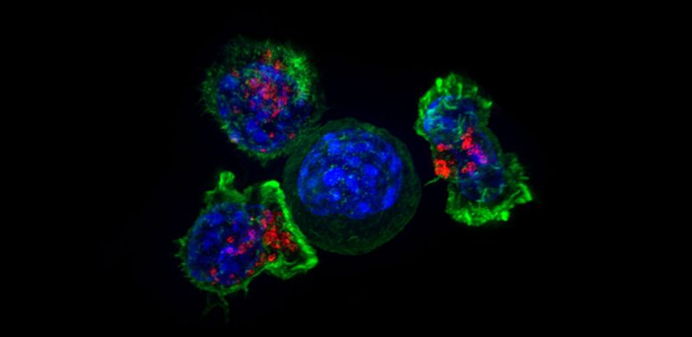 Killer T Cells Surrounding a Cancer Cell