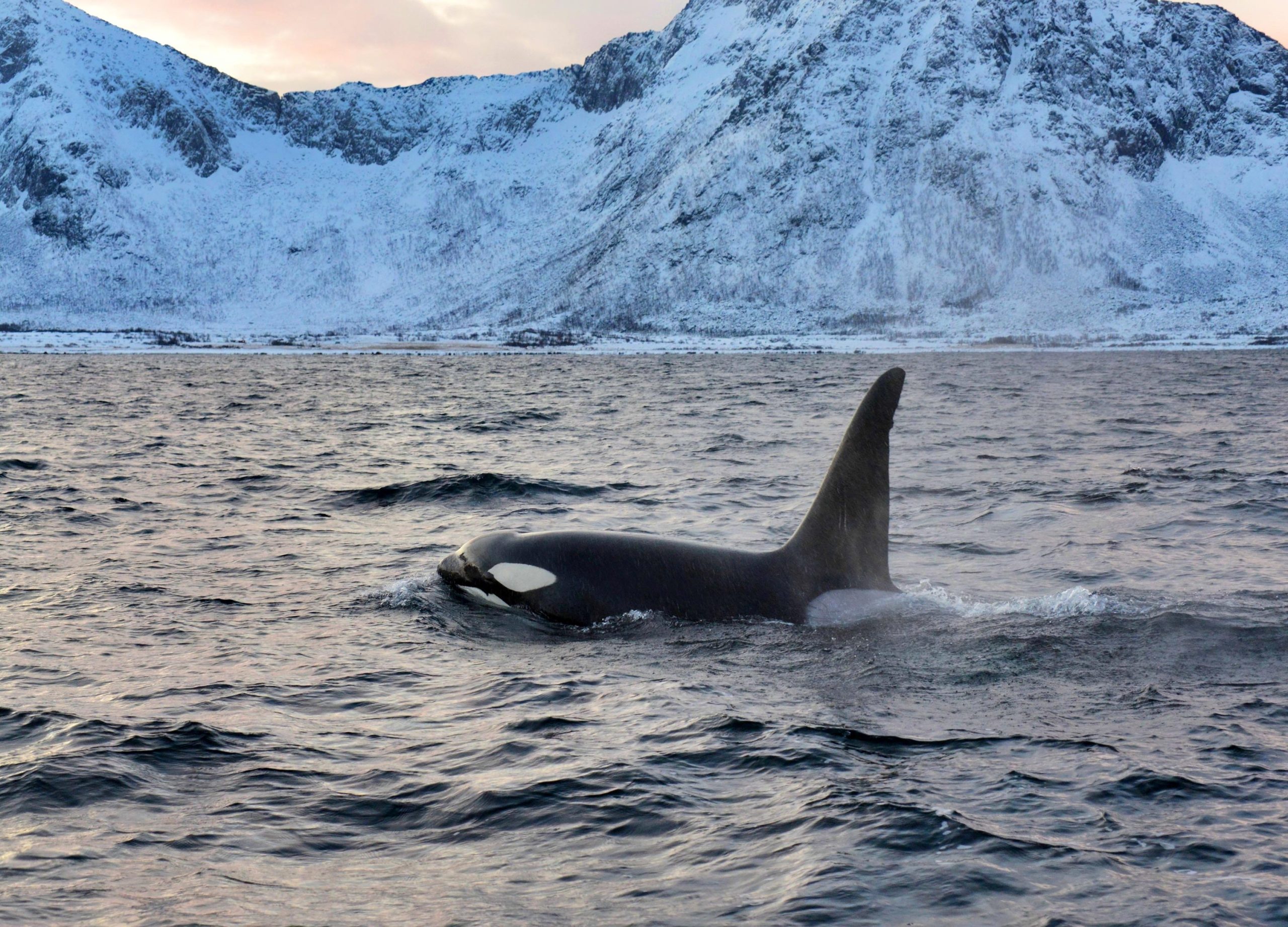Groepen orka’s vallen het noordpoolgebied binnen en ontsluiten geheimen uit hun blubber