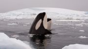 Killer Whales Arctic Ocean