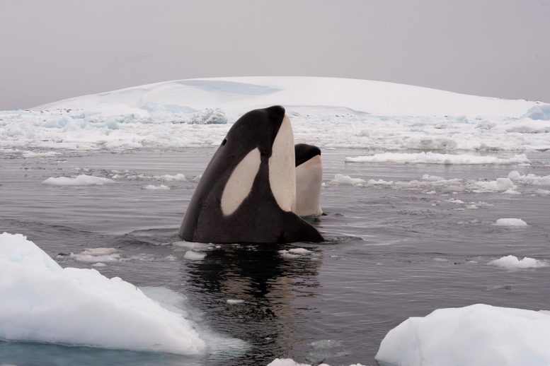 Katil Balinalar Arktik Okyanusu
