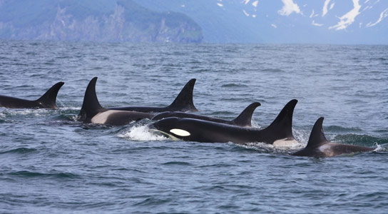 Killer Whales Demonstrate Cross-Species Vocal Learning