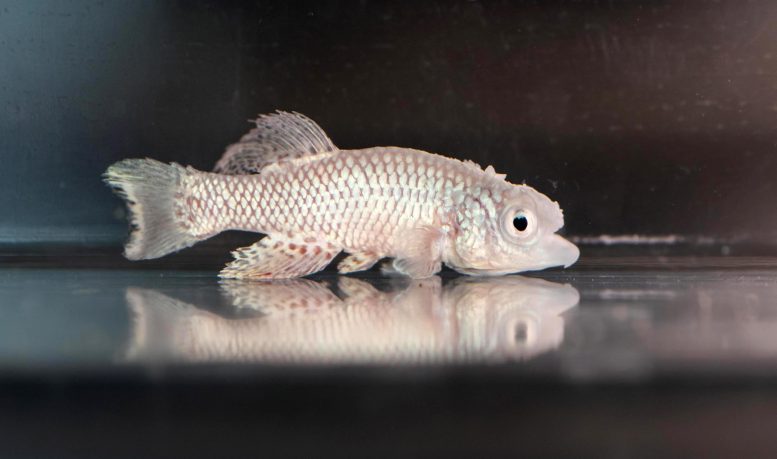 Killifish Age in Fast Motion
