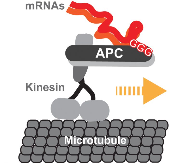 Kinesin-2 Transporting mRNA
