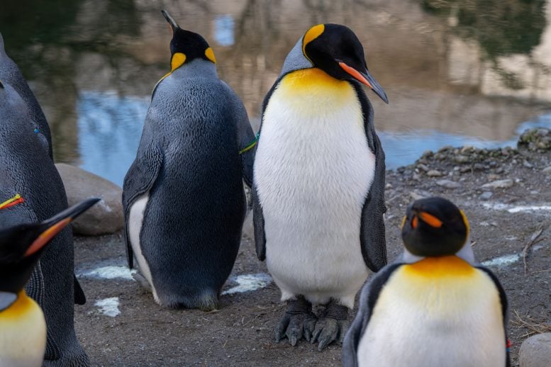 Penguins in Zoos Age Faster Than Their Wild Counterparts