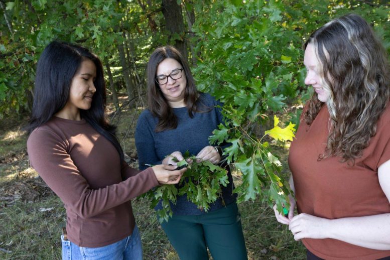 Para ilmuwan menemukan spesies tawon parasit baru yang aneh di AS 1 Kirsten Prior, Rosebelle Ines dan Aly Milks mengumpulkan oak galls