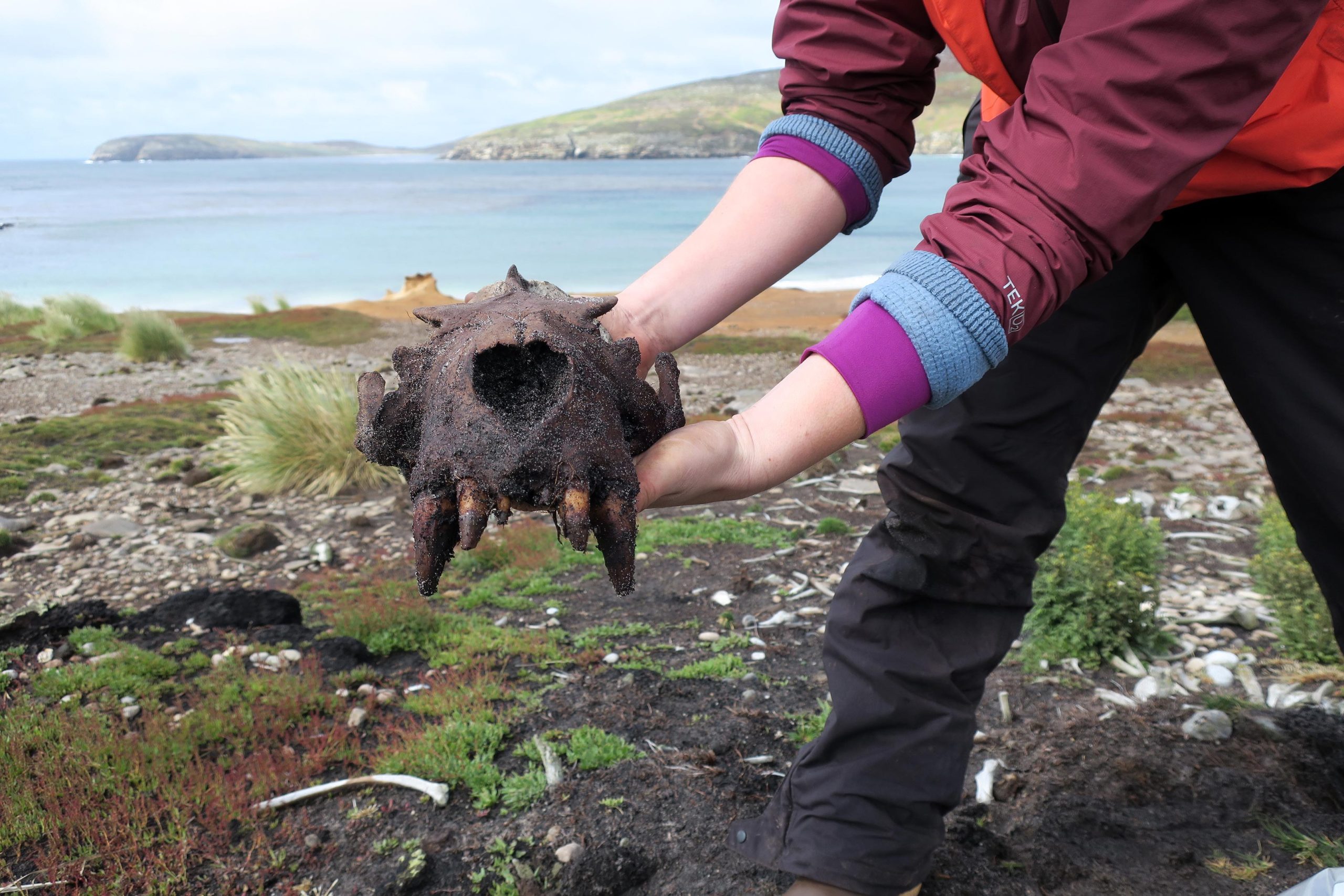 Kit Hamley holds a large male sea lion skull from a bone pile at New Island. Dozens of individual sea lions were present throughout the bone pile assemblages excavated at New Island. Credit: Kit Hamley