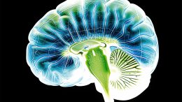 Kiwi Brain Concept Art