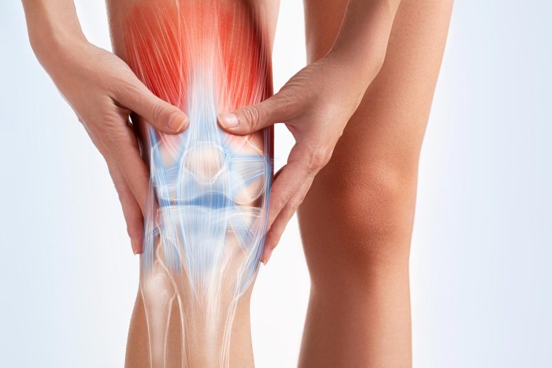 Knee Pain Leg Muscles