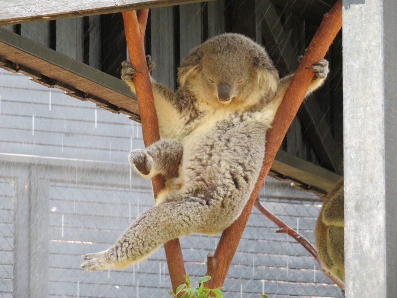 Koala In Between Tree