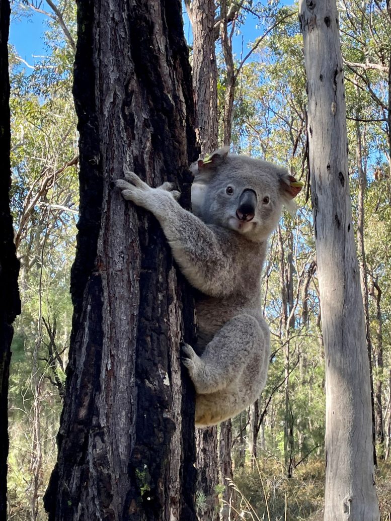 Koala In Tree