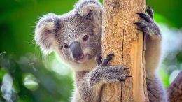 Koala On Tree