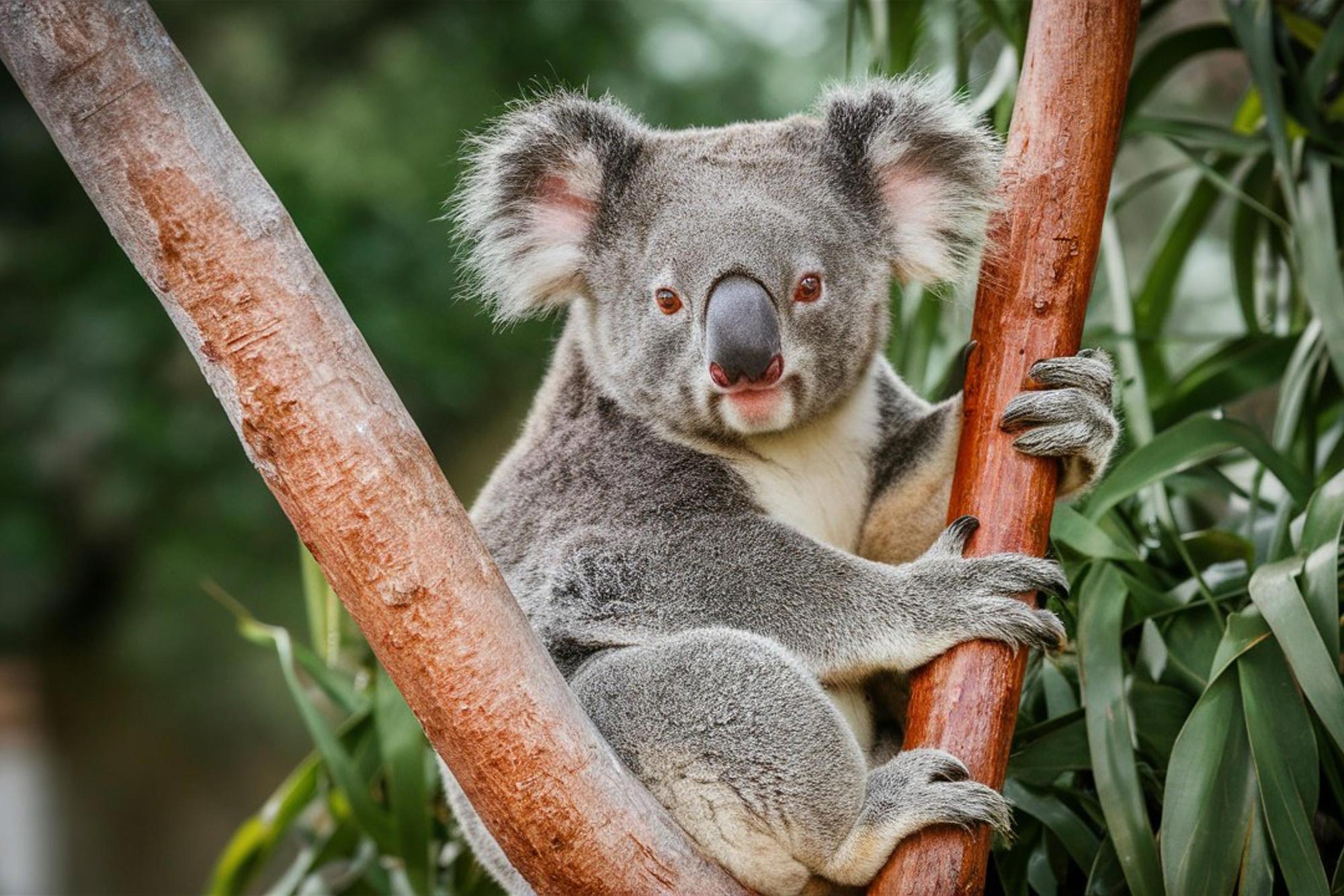 Too Many Koalas? Scientists Warn of Looming Ecological Collapse in South Australia
