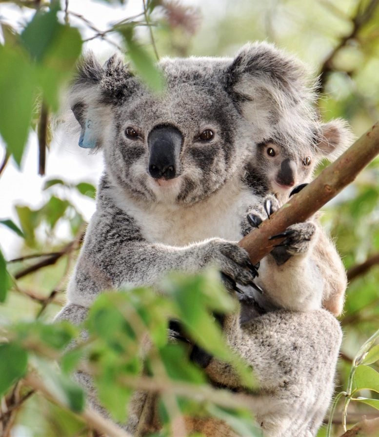 Los retrovirus reescriben el genoma del koala y causan cáncer