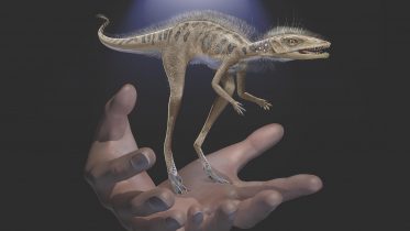 Kongonaphon Reconstruction