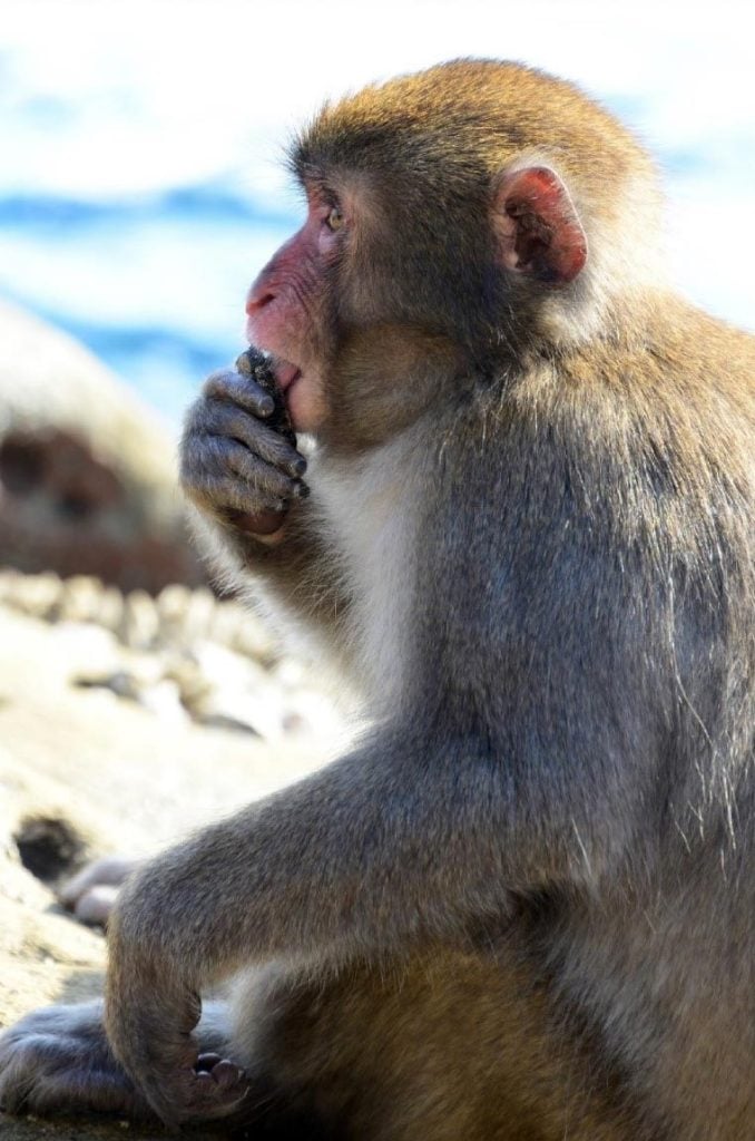 Koshima Island Macaques Eating Limpets