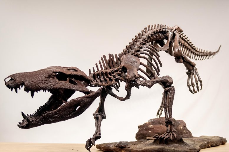 Kostensuchus atrox Skeleton